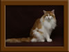 Red/White Maine Coon Stud